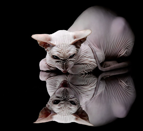 迪巴拉一击如光破长夜，冰岛绝杀续写维京传奇