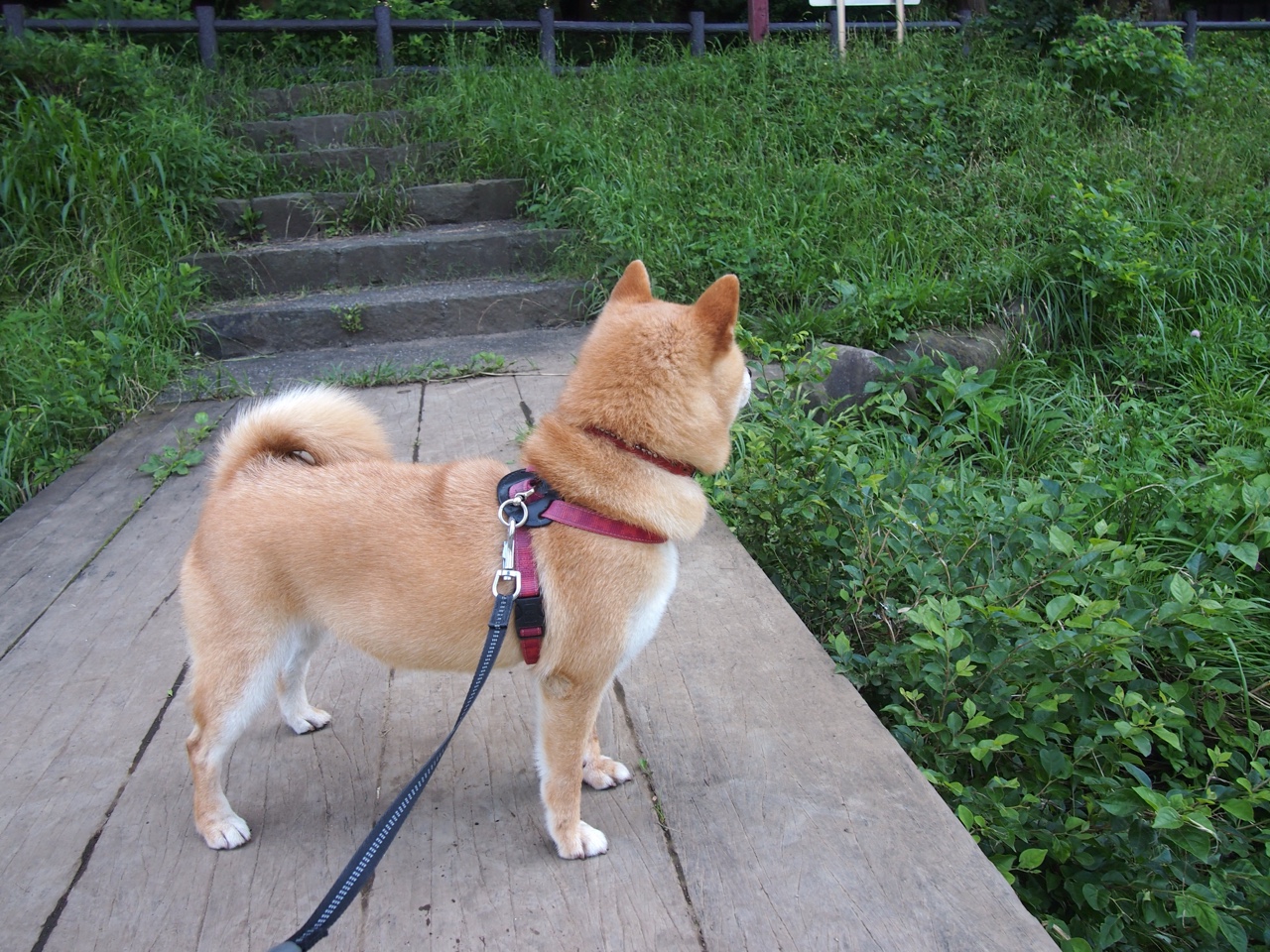 迪亚斯破浪一击定乾坤，阿根廷轻取委内瑞拉