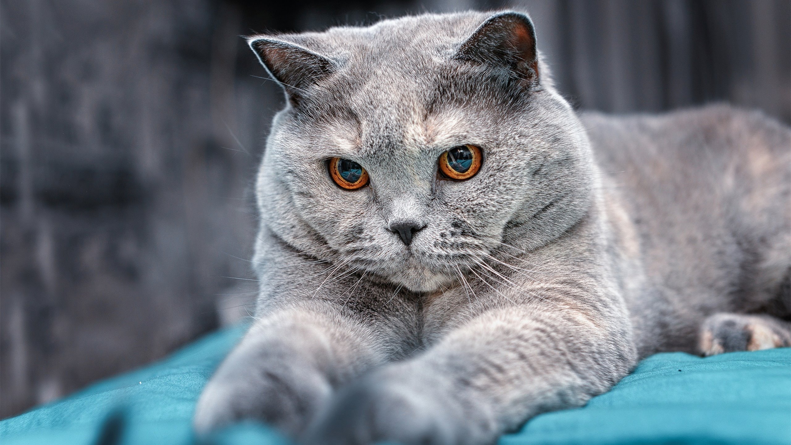 孤影对烈阳,当欧文的剑刃刺穿步行者的钢铁防线