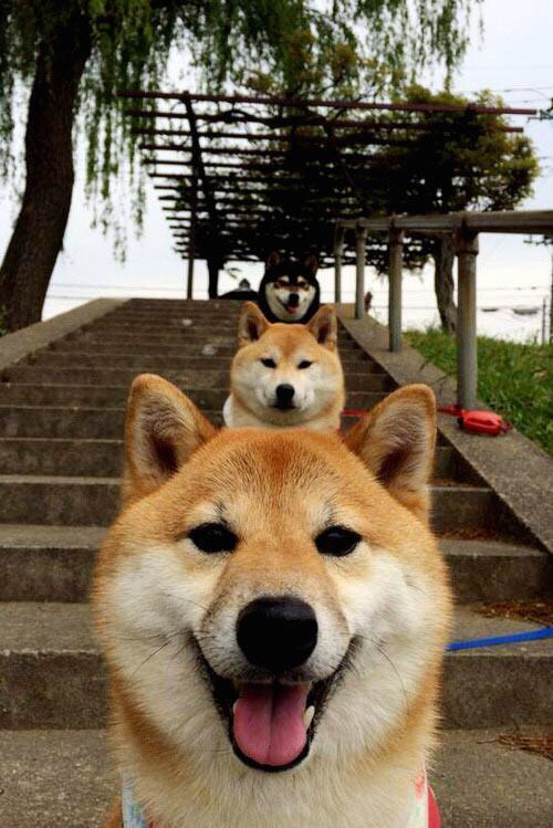 法比尼奥的冠军之夜,NBA季后赛的传奇表现