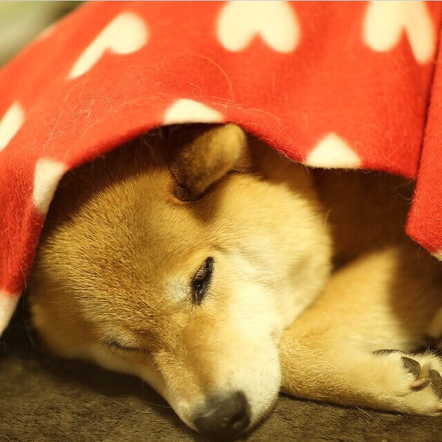 一传撕裂者,拉亚爆发引领哥伦比亚用窒息节奏终结土耳其神话