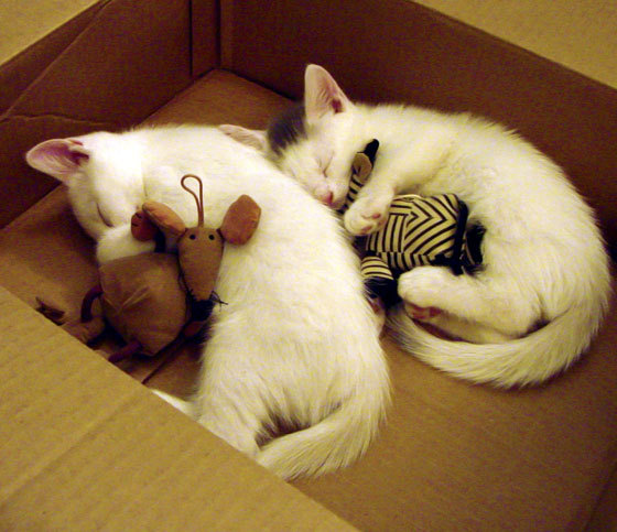 夜战交响曲，F1揭幕战的极速轰鸣与约基奇的逆境爆发