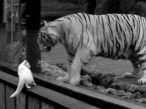 东瀛武士终结北欧童话,西班牙铁腰末节定乾坤