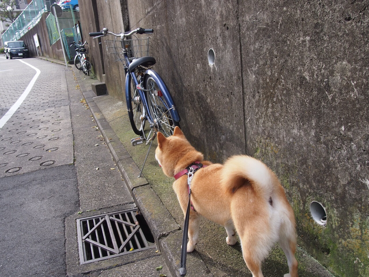 迪马利亚一剑定乾坤，新西兰爆冷掀翻里昂改写世界排名格局