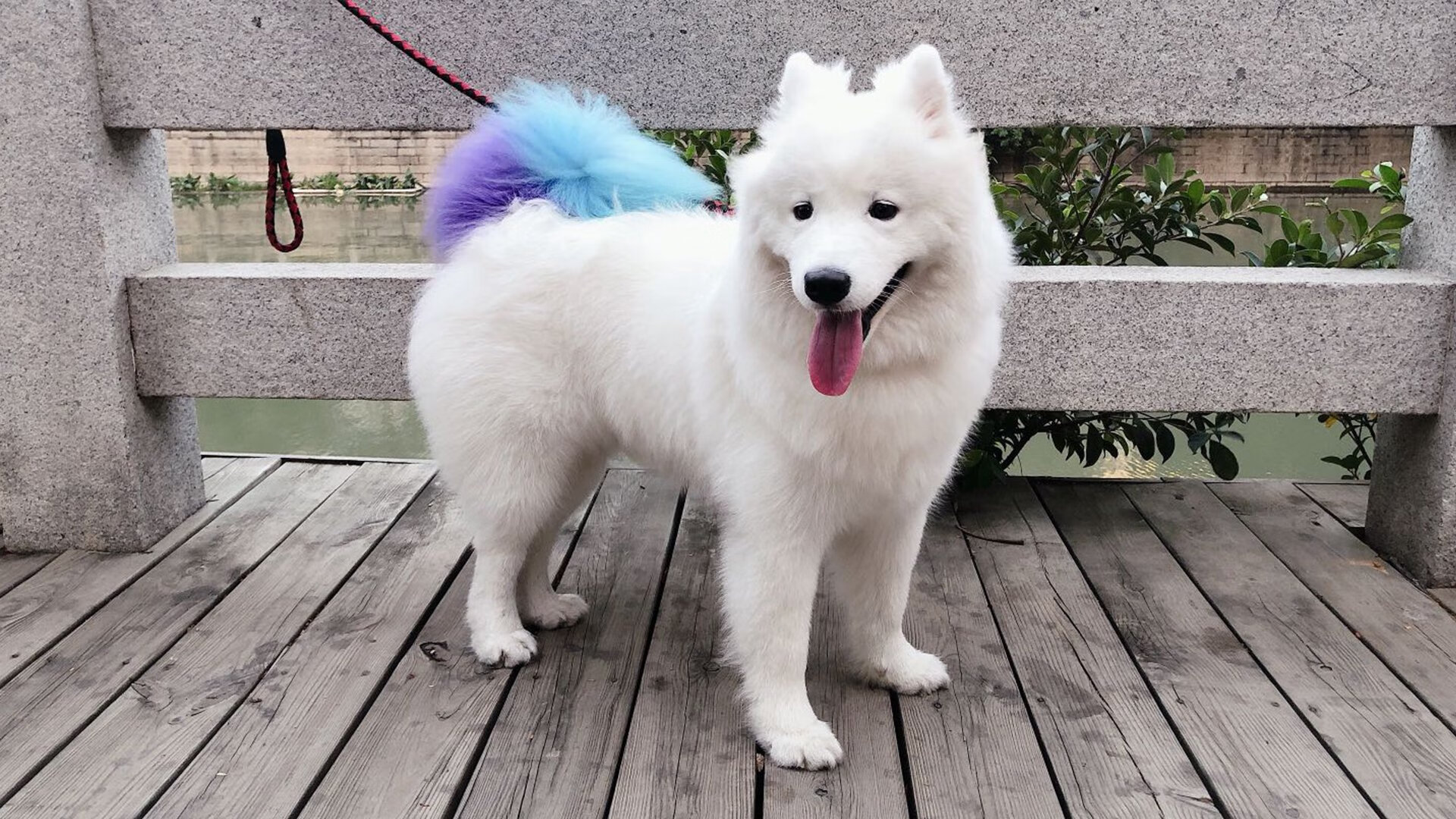 非洲雄狮咬穿桑巴军团，三笘薰的叛逃与足球秩序的裂缝