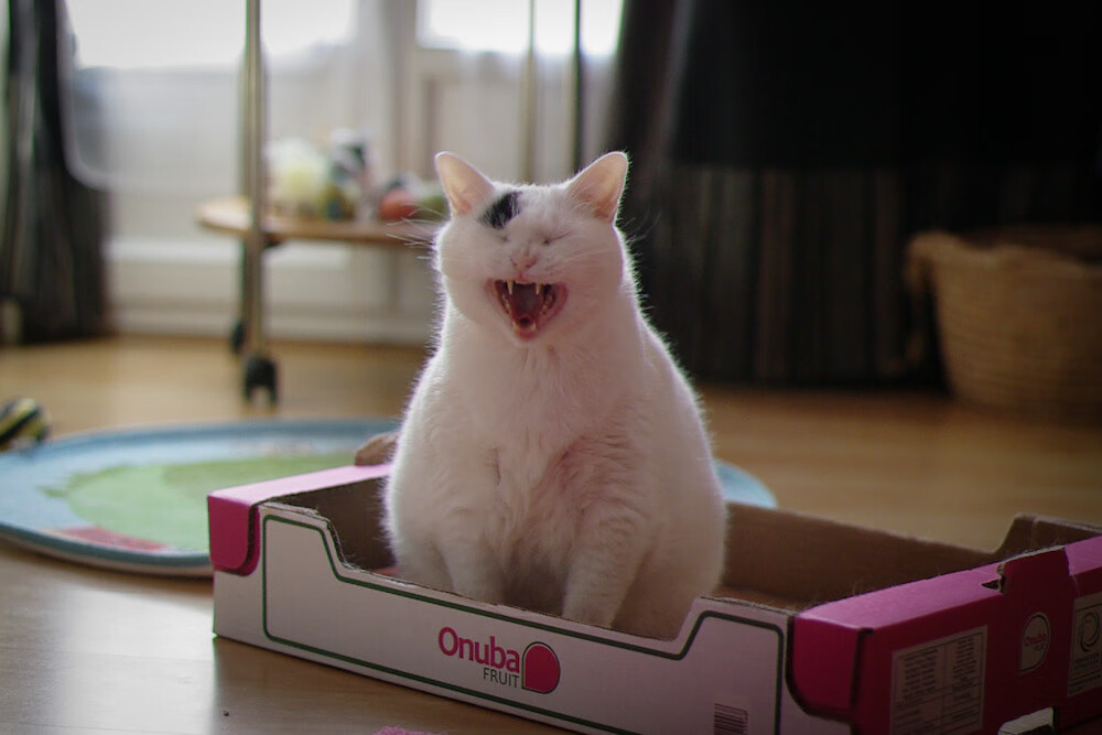 防守与绝杀的冰火交响曲，戈贝尔统治全场，黄蜂献压哨逆袭