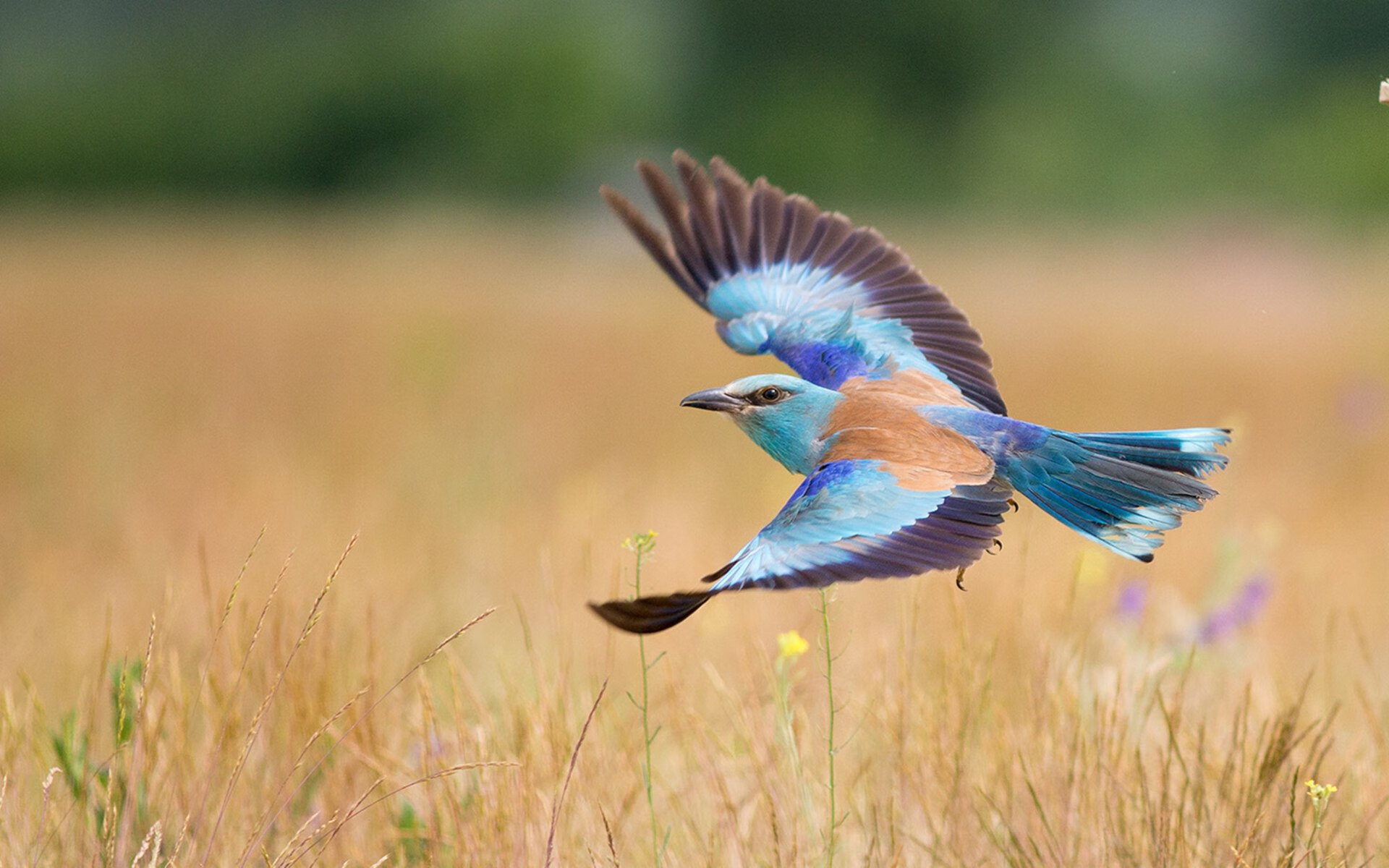 足球世界的平行时空，当日本球员终结意甲悬念，德国枪手接管英超争冠战