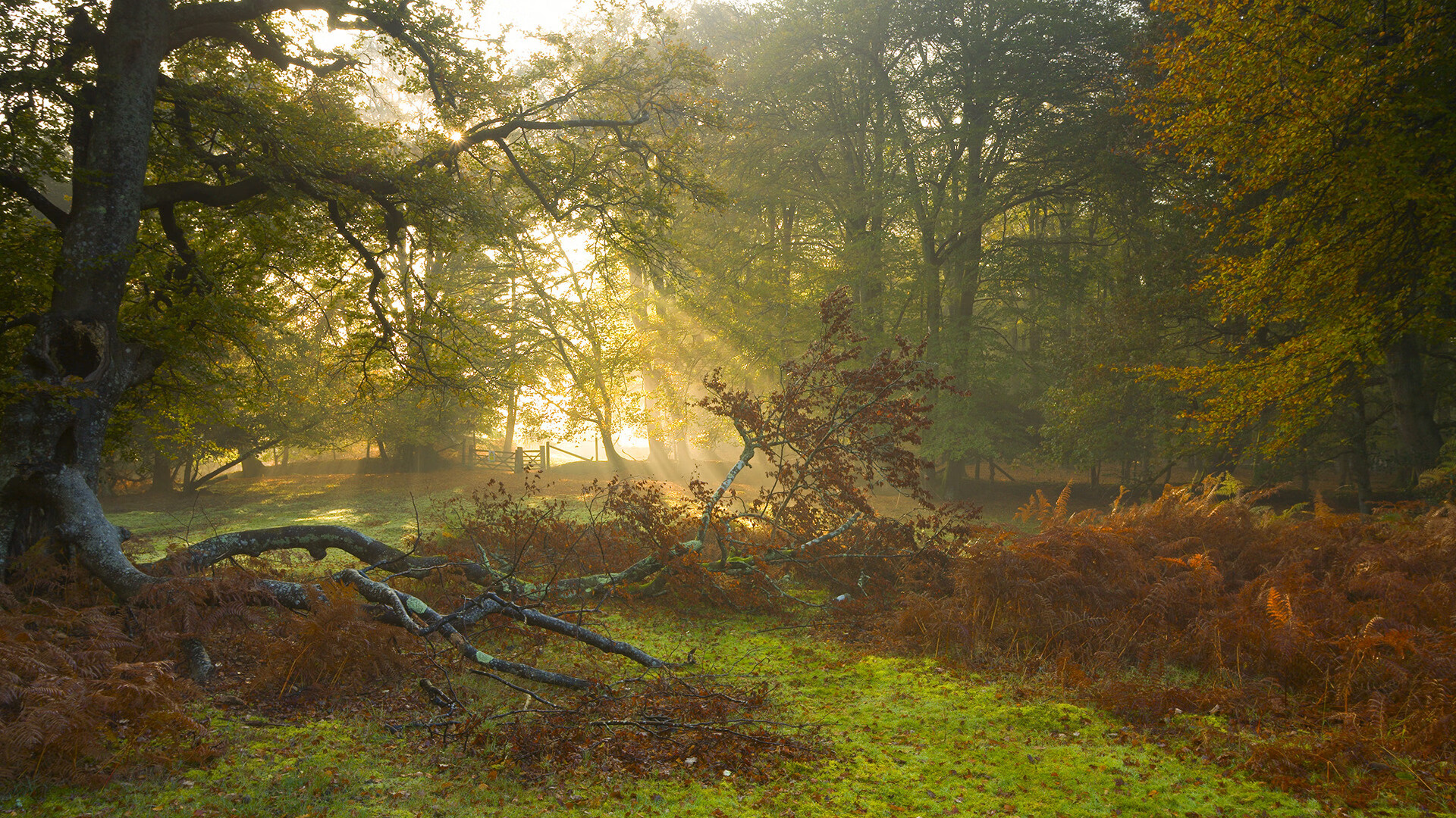 冷兵器时代，戈贝尔钉板定乾坤，公牛铁蹄踏碎勇士