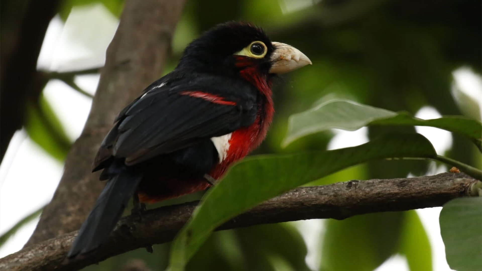 森林狼铁血防守封锁深圳队，福克斯一人改写比赛结局