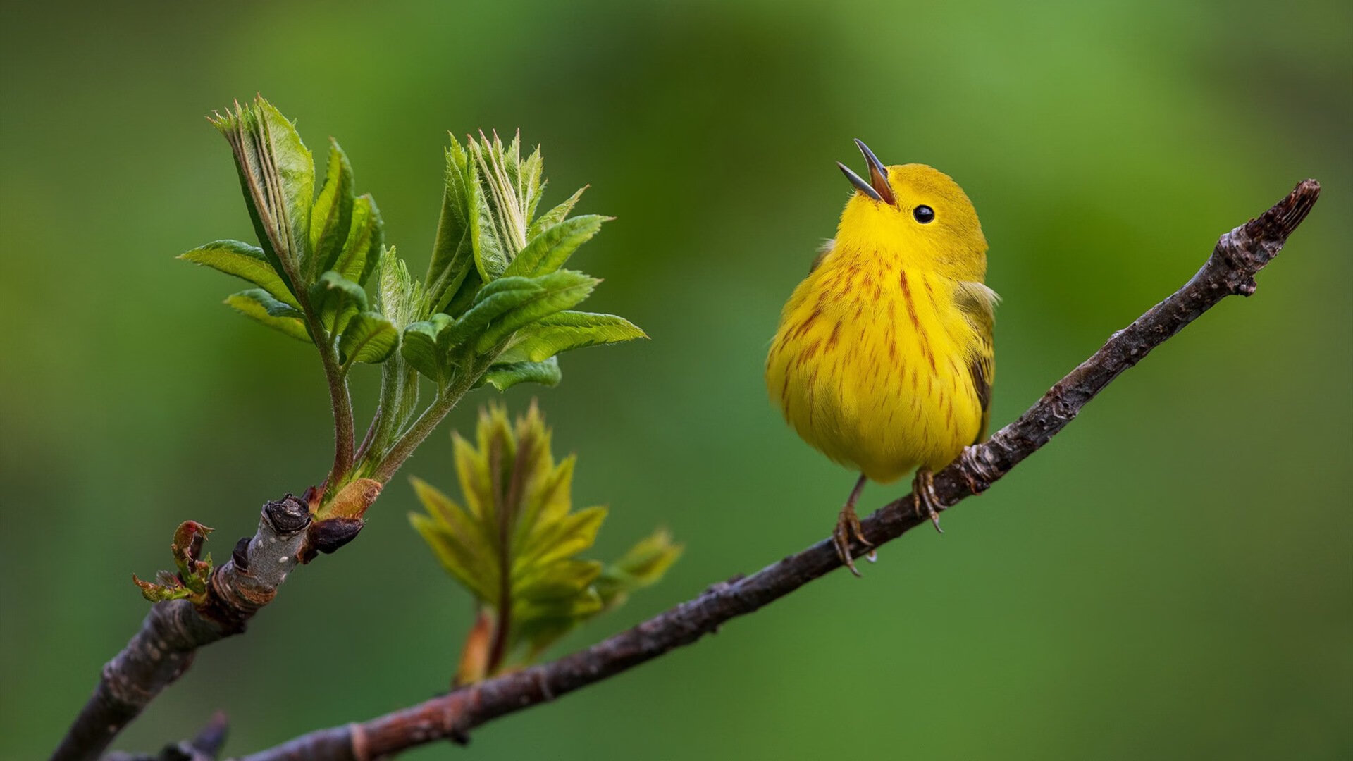 奇迹新大陆，卡塔尔世界杯斩落瑞典，改写足球地缘叙事