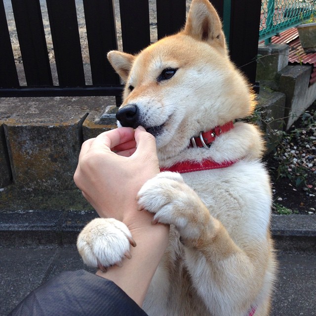 开云体育-经典总决赛对决，灰熊血战强行终结雷霆夺冠悬念