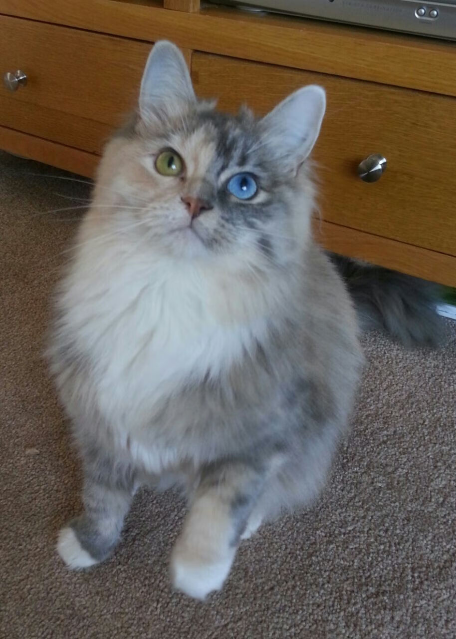 佛光普照与雪山意志，篮球逆境中的英雄两种解法