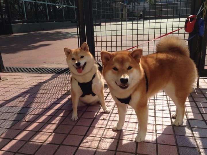 开云体育app-火箭升空！铁闸布克锁死对手，上海队难逃一败